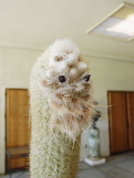 آستروسفالسروس دیبوسکی